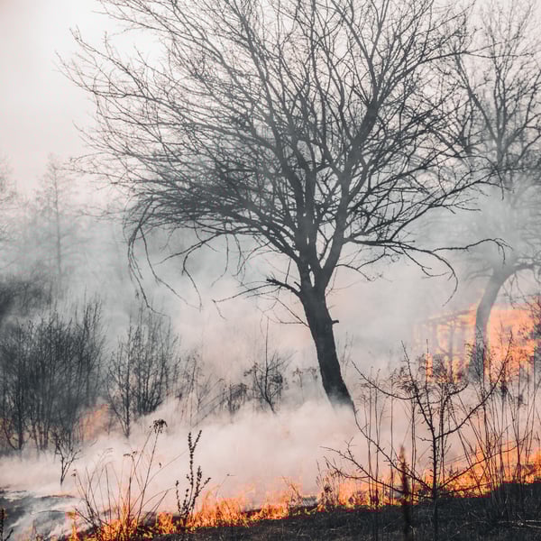 Climate exposure - Fire