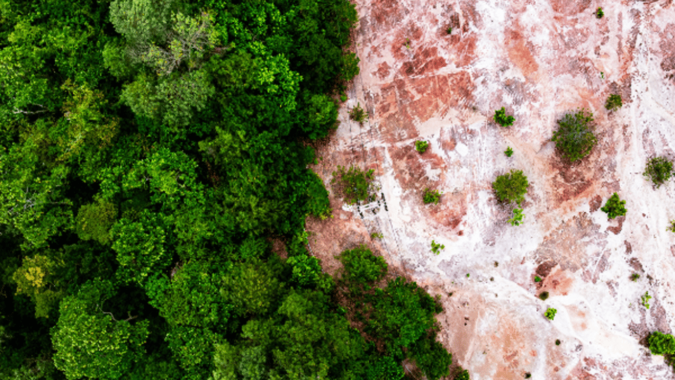 Deforestation