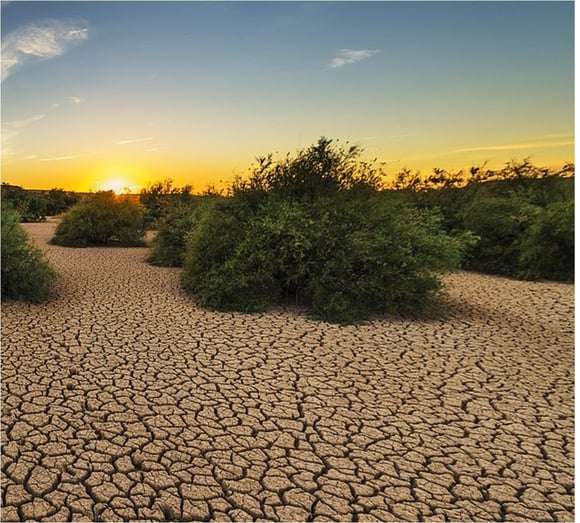 Drought and plants