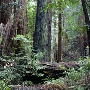 Images resized 600 x 600 px (2)