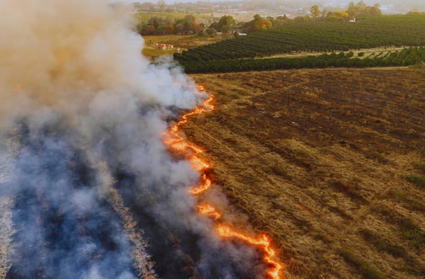 Wildfire-1